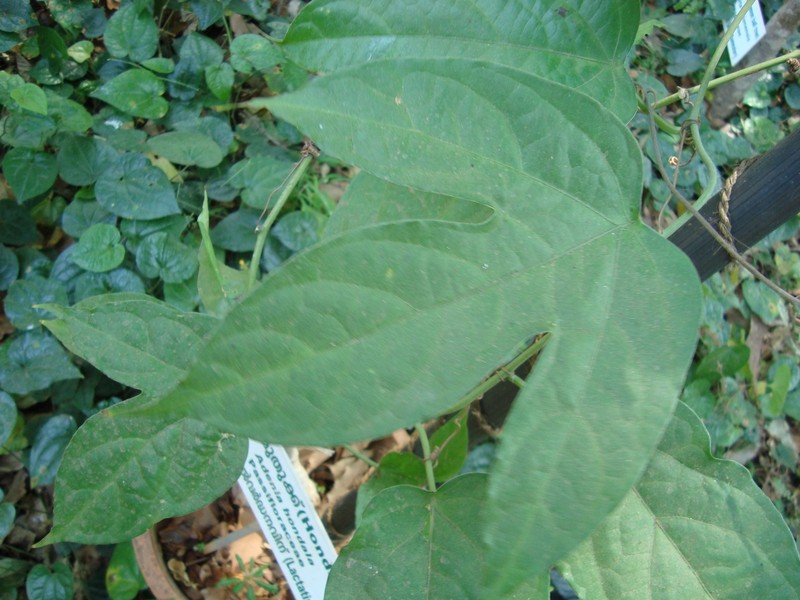 Adenia hondala photo 8