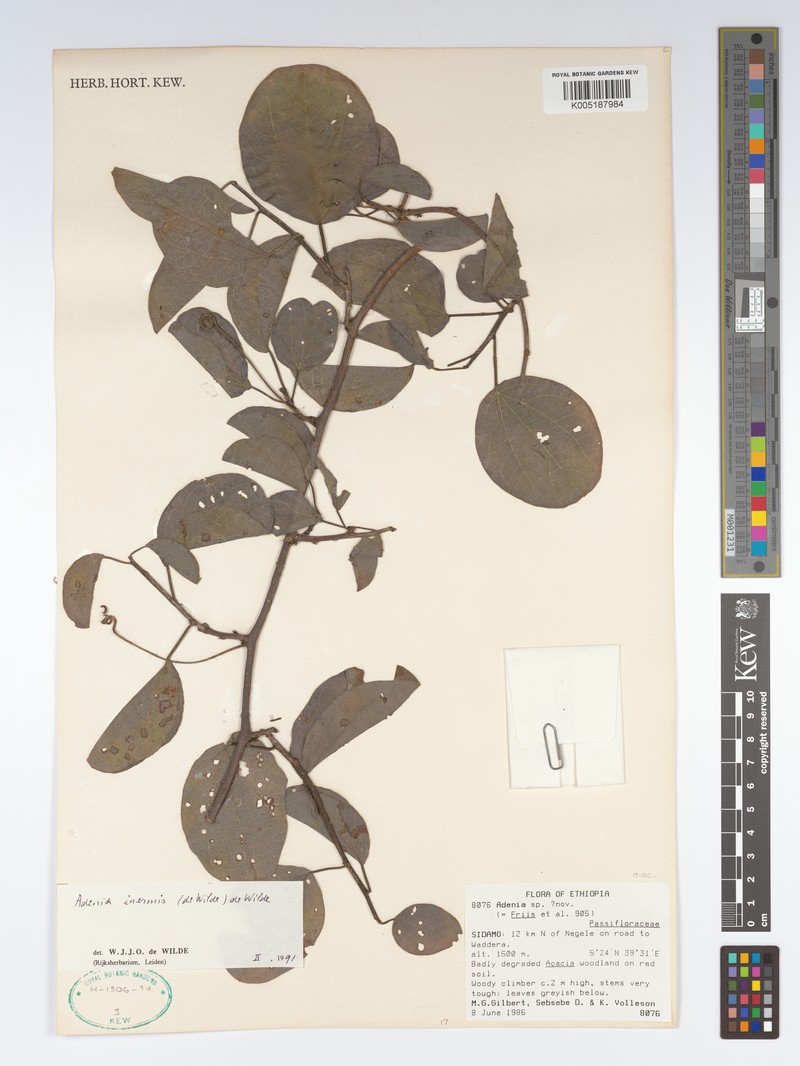 Adenia inermis