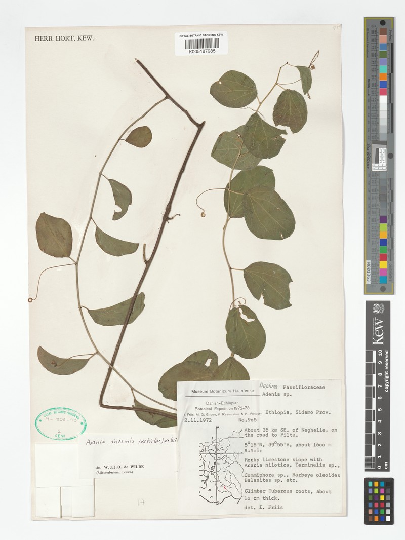 Adenia inermis photo 2