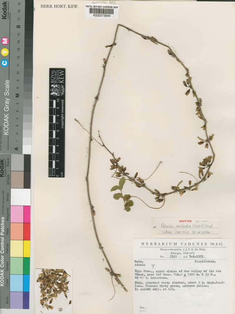 Adenia inermis photo 3