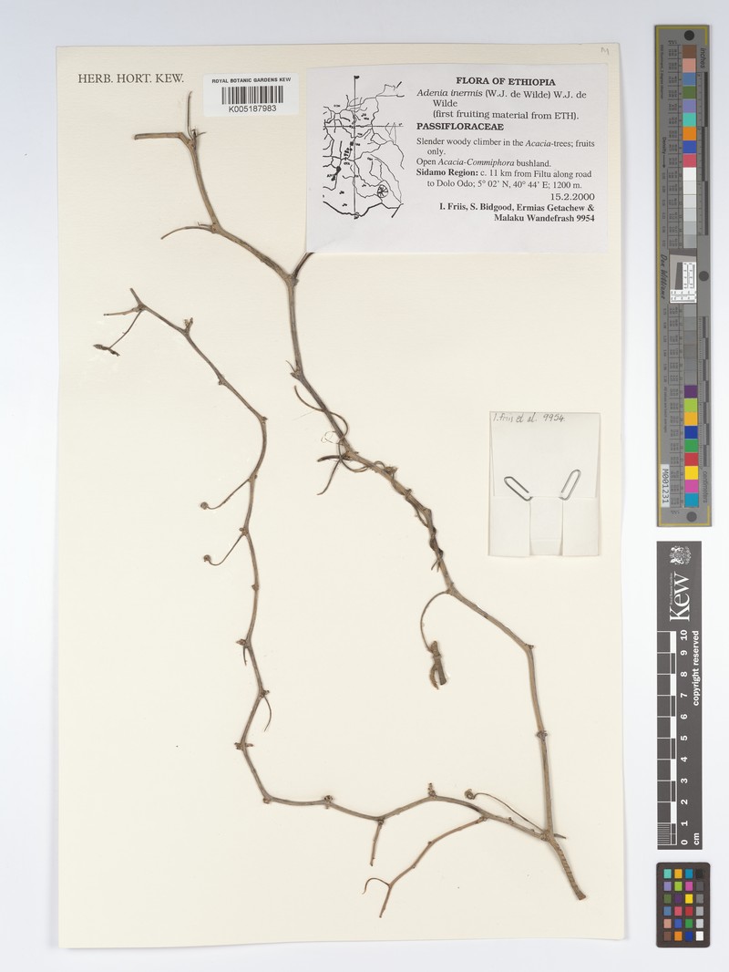 Adenia inermis photo 4