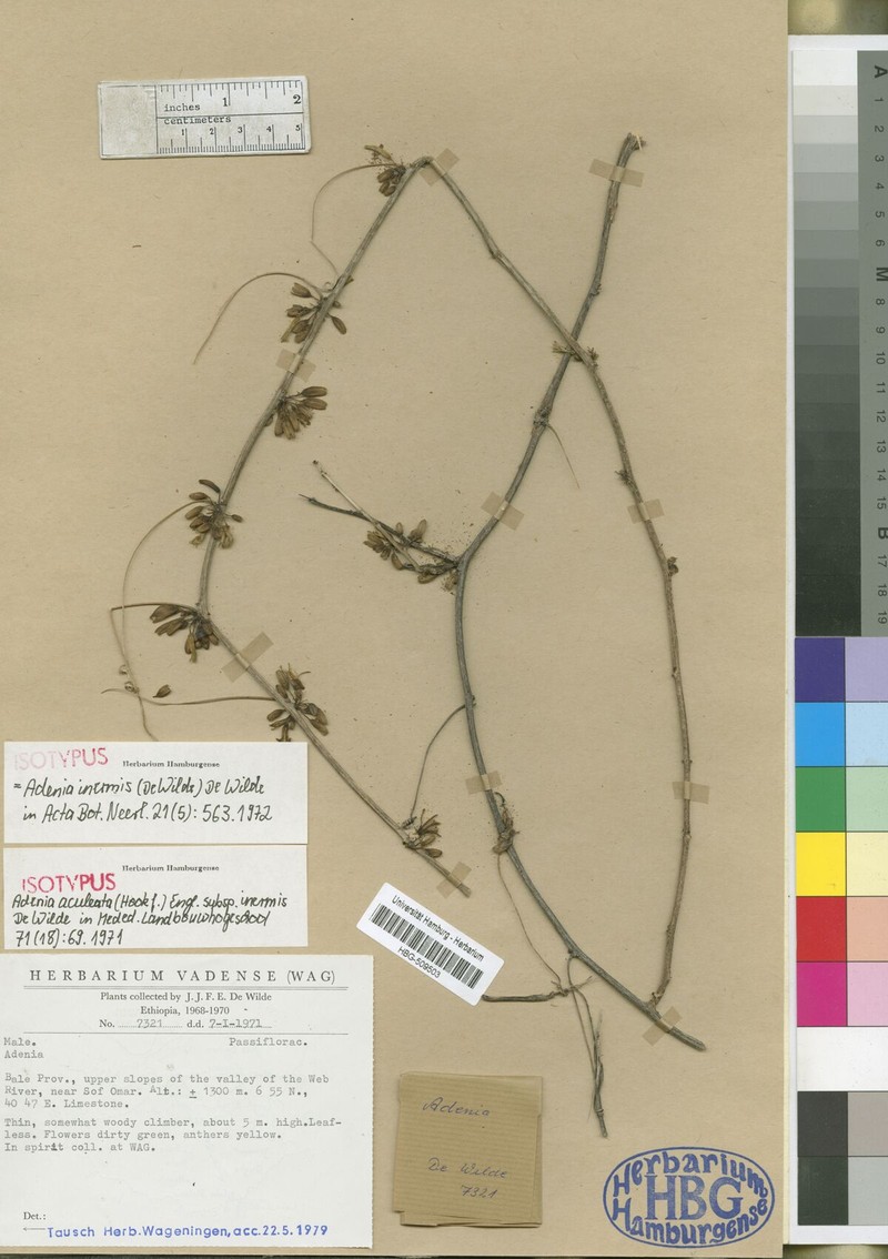 Adenia inermis photo 5