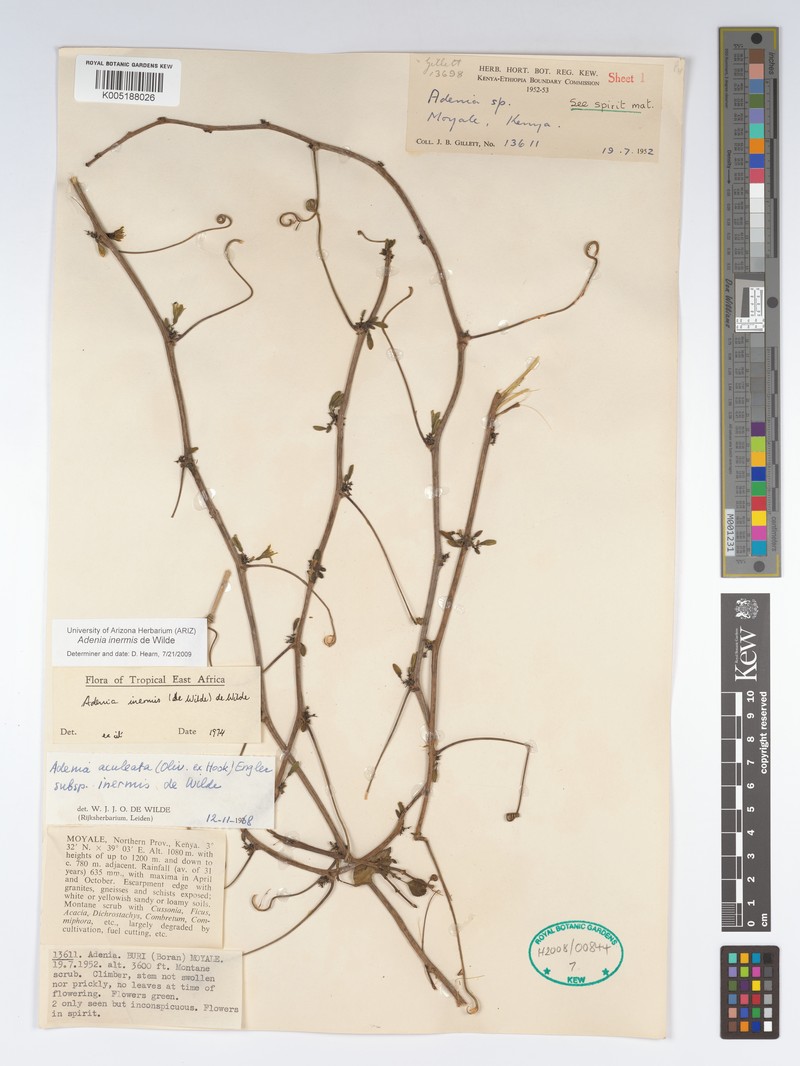 Adenia inermis photo 6