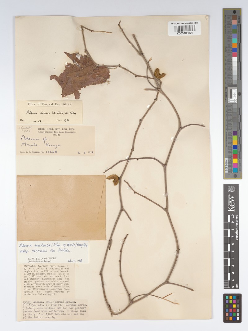 Adenia inermis photo 7