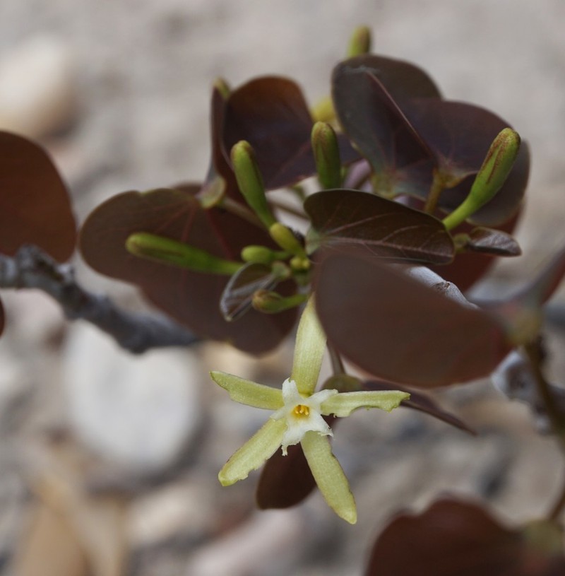 Adenia isaloensis