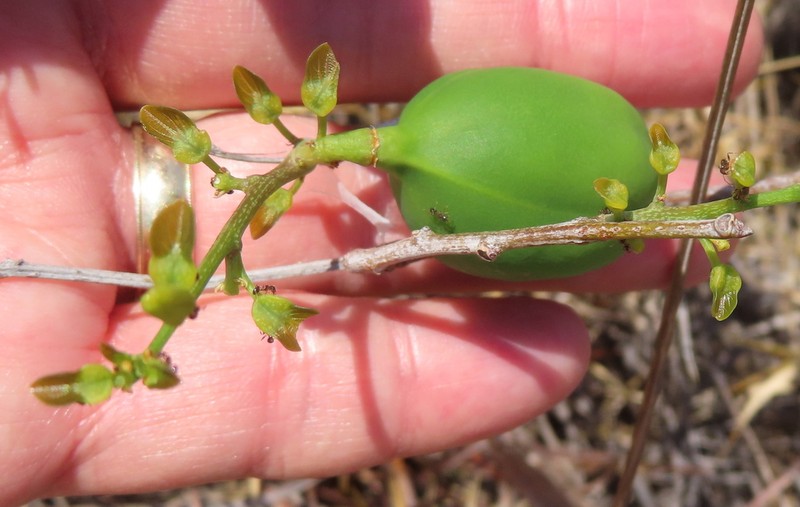 Adenia isaloensis photo 2