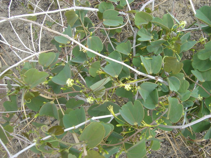 Adenia isaloensis photo 3