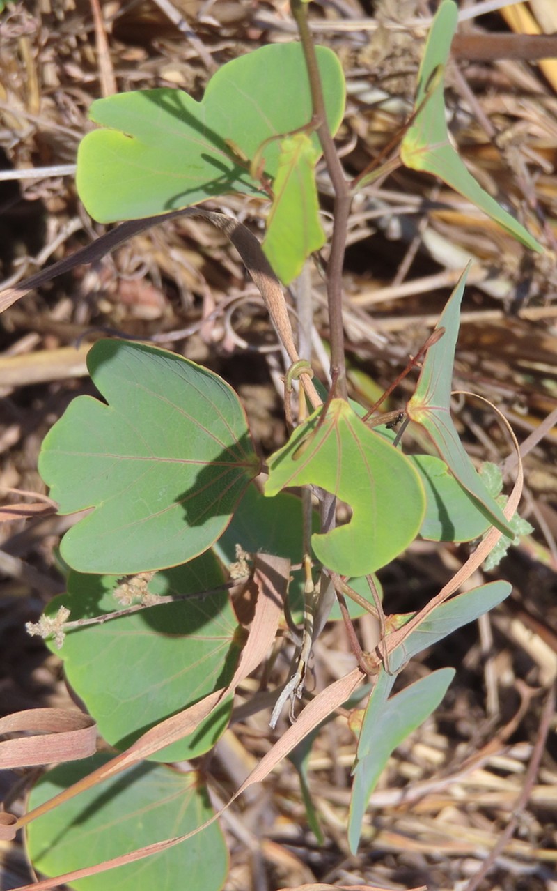 Adenia isaloensis photo 4