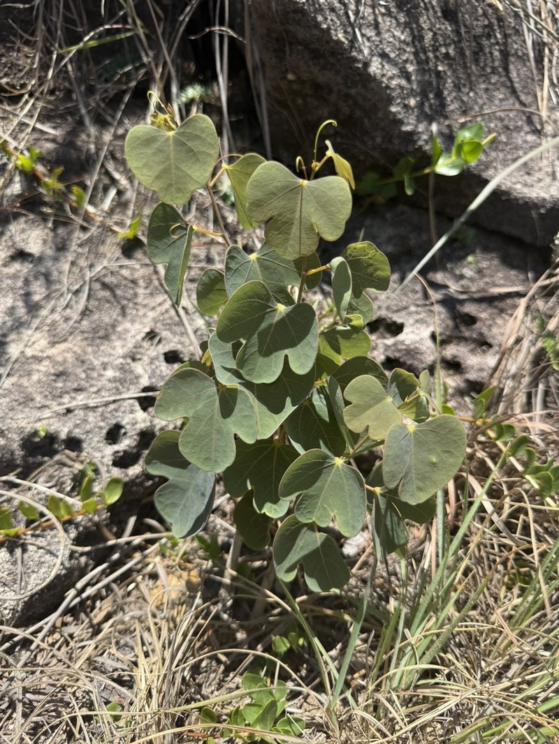 Adenia isaloensis photo 5