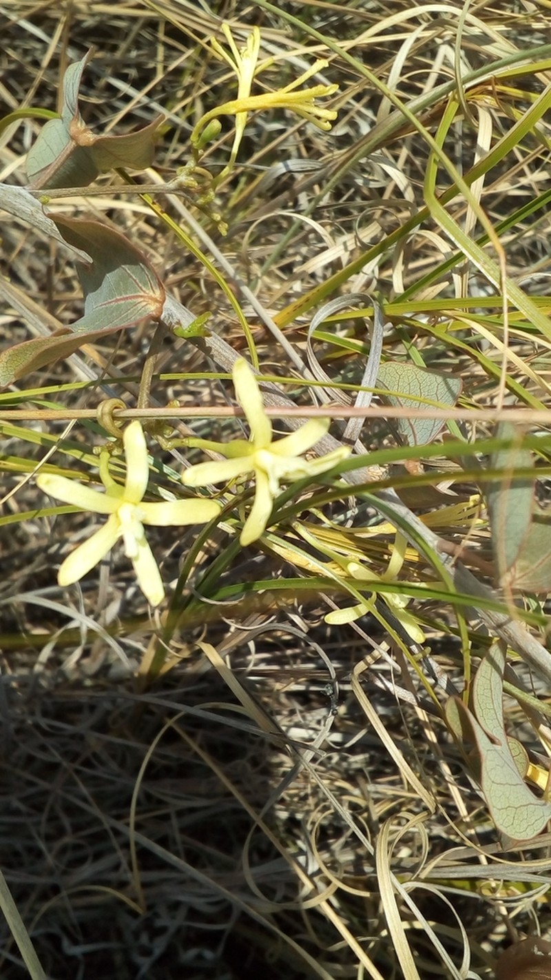 Adenia isaloensis photo 6
