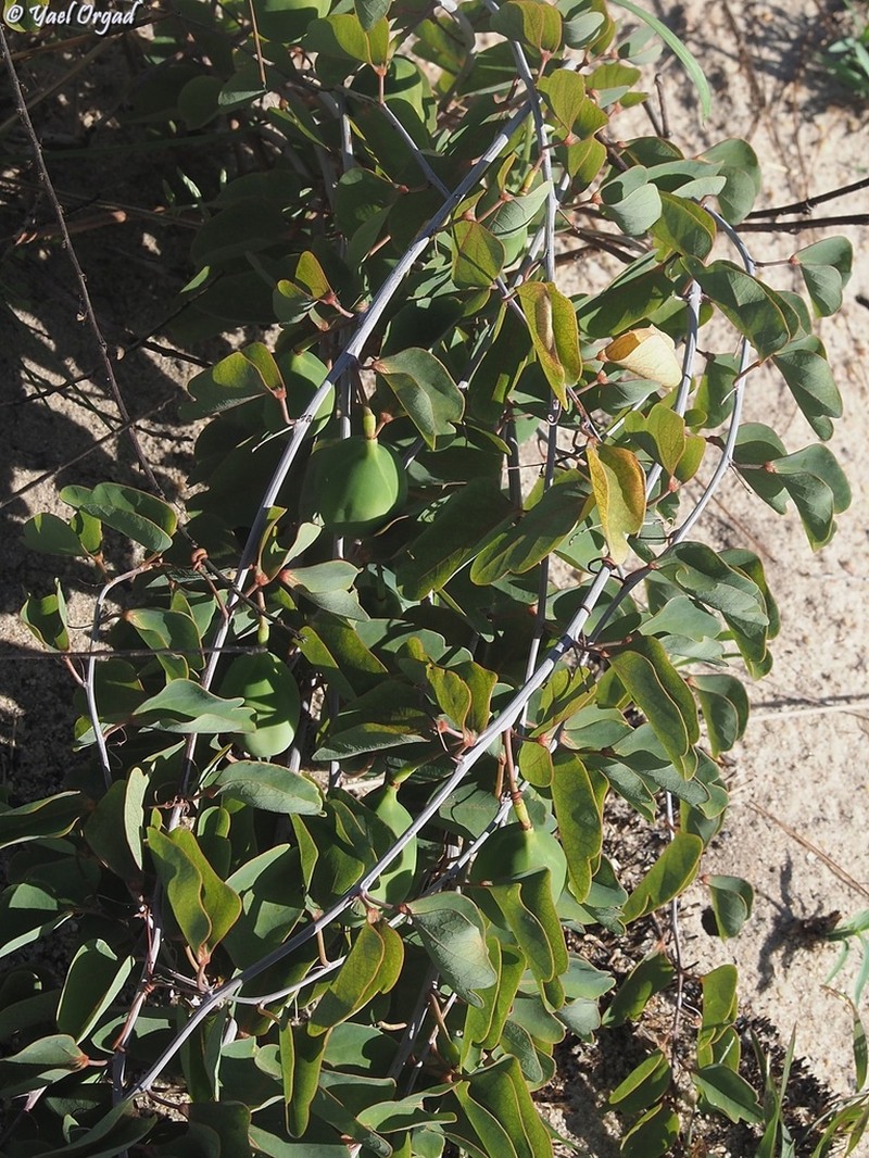 Adenia isaloensis photo 7