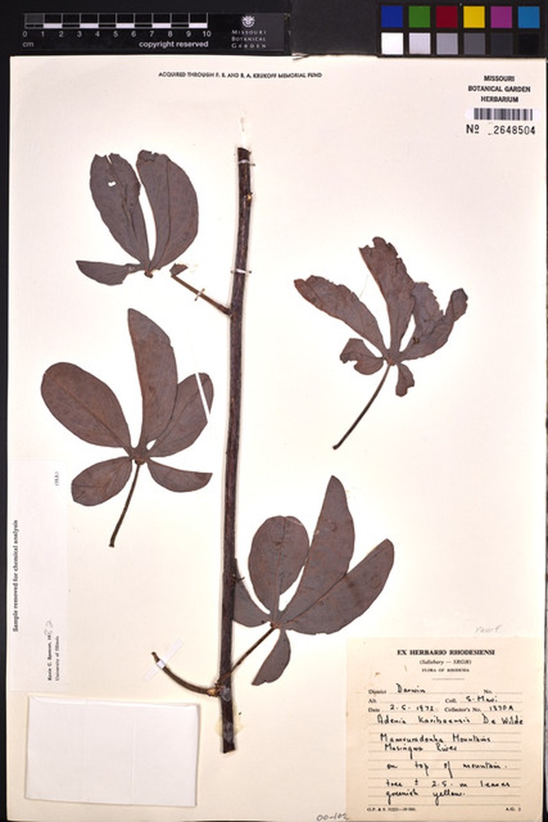 Adenia karibaensis
