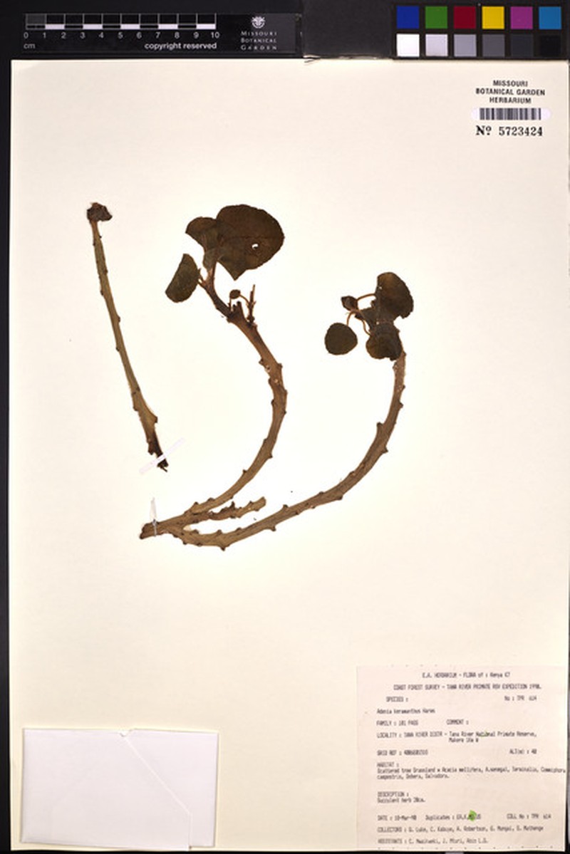 Adenia keramanthus