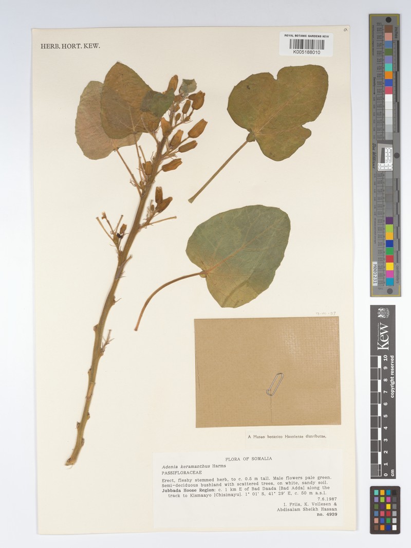 Adenia keramanthus photo 2