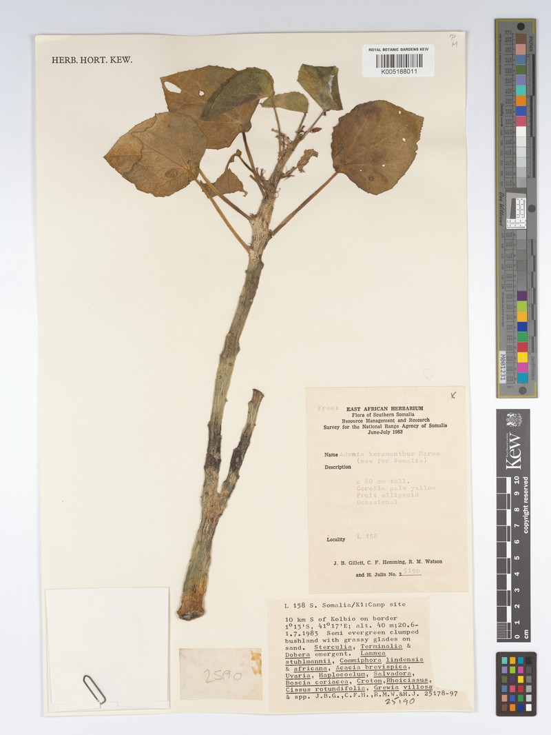 Adenia keramanthus photo 3