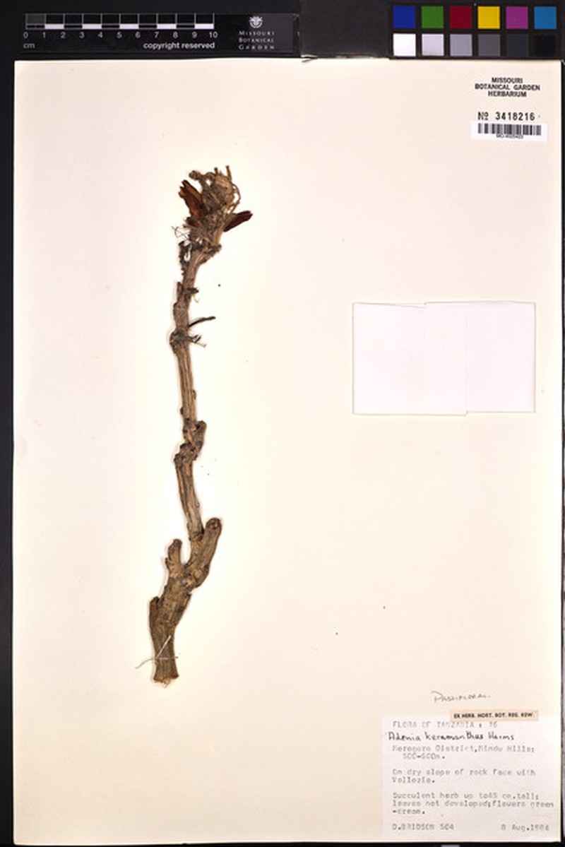 Adenia keramanthus photo 4