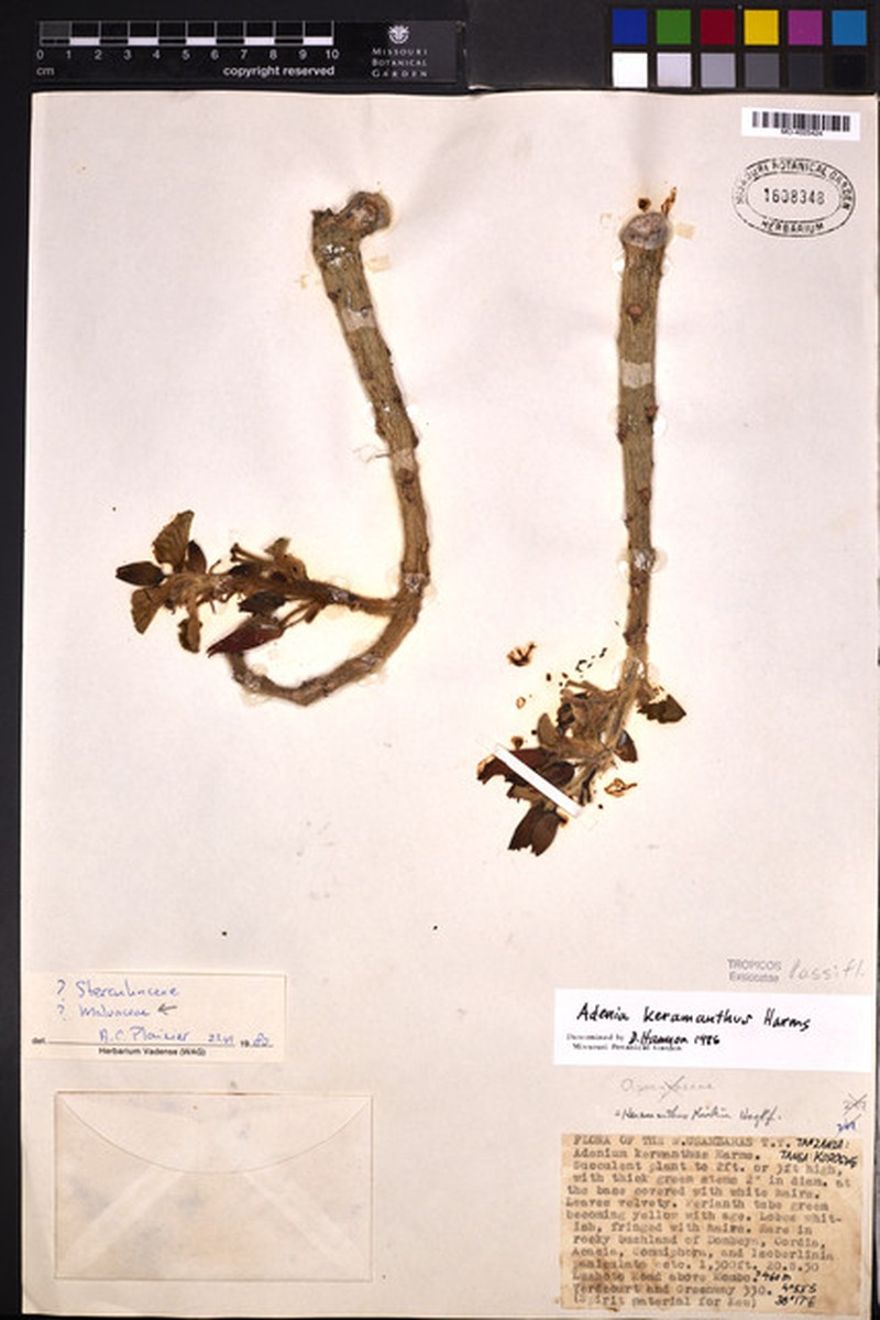 Adenia keramanthus photo 5