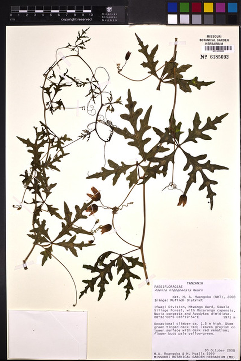 Adenia kigogoensis
