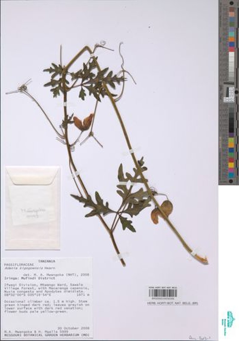 Adenia kigogoensis photo 2