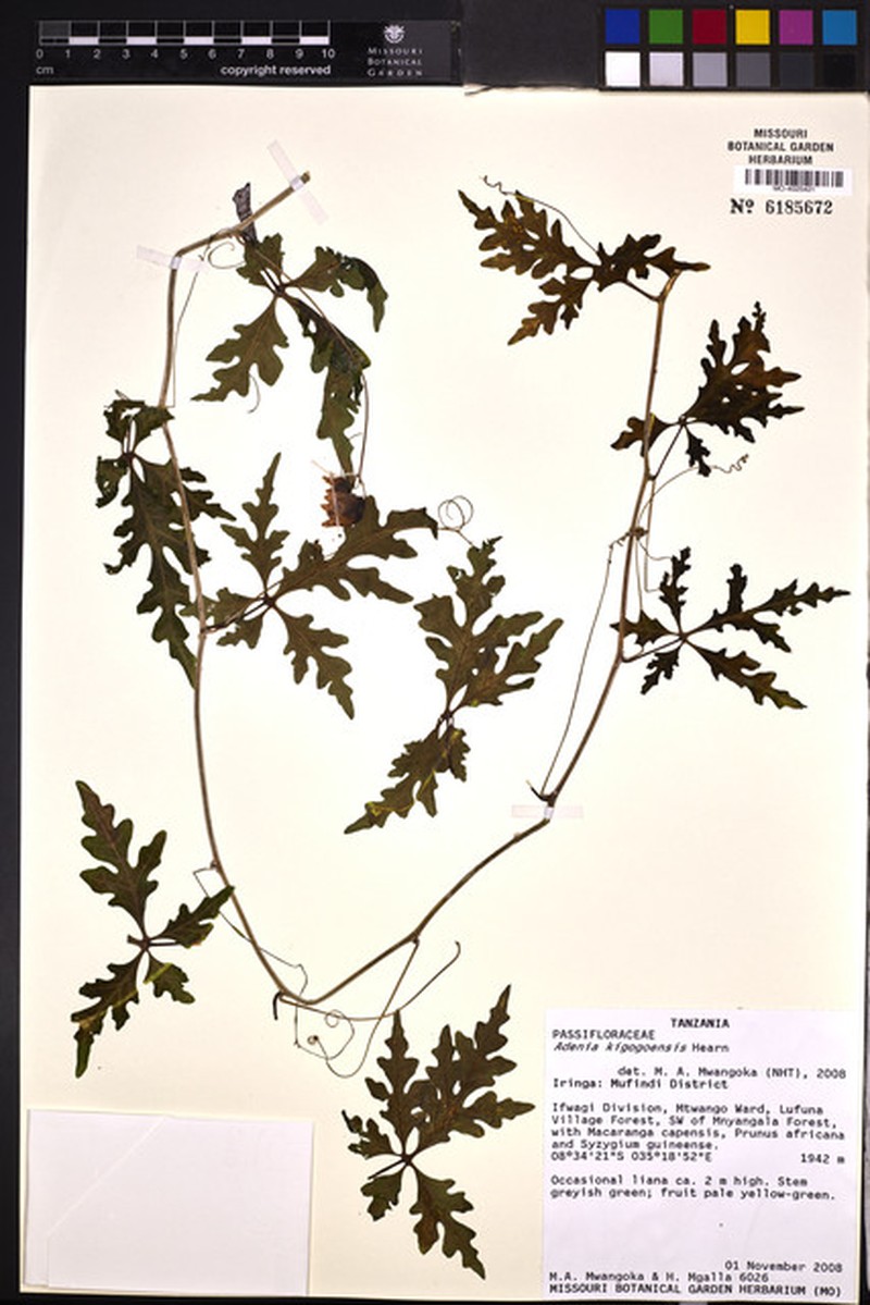 Adenia kigogoensis photo 3