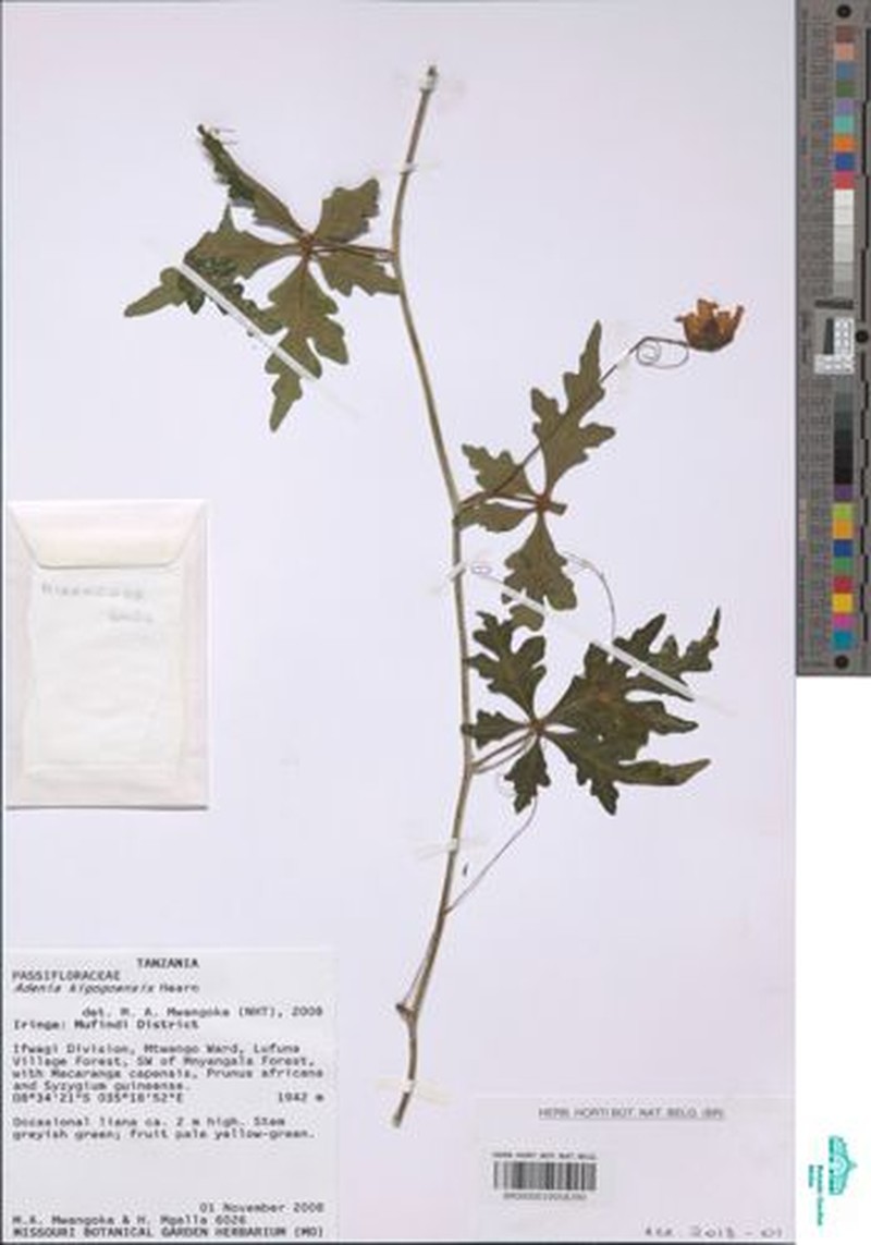 Adenia kigogoensis photo 4