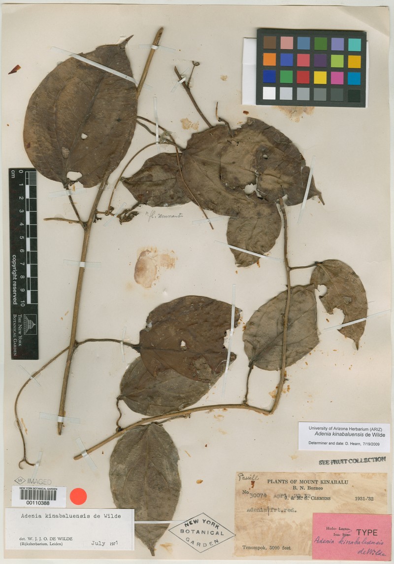 Adenia kinabaluensis