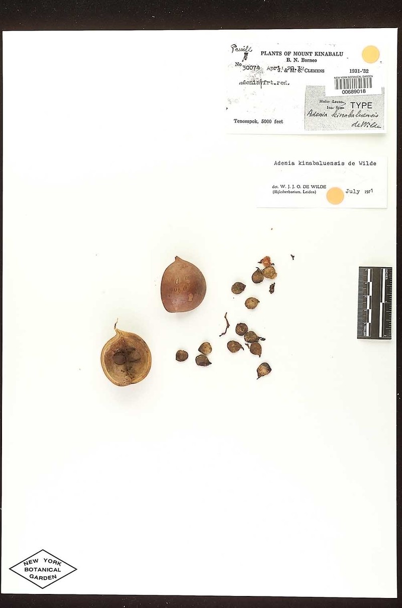 Adenia kinabaluensis photo 2