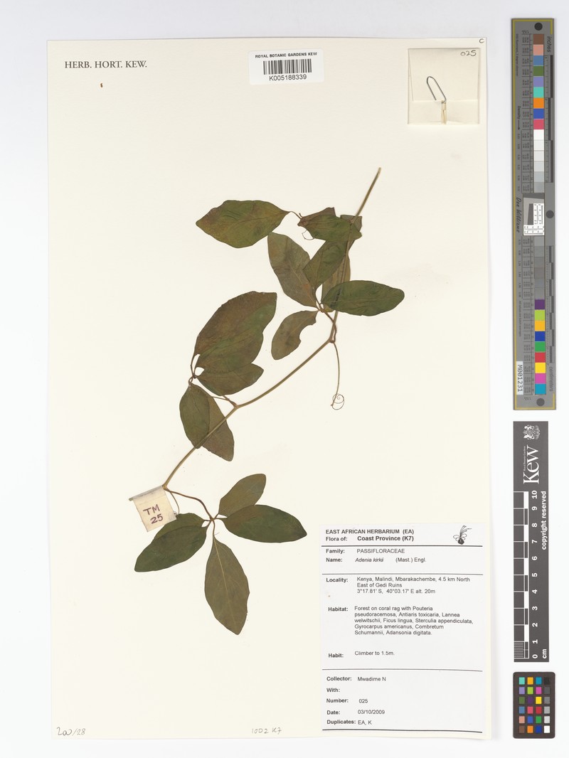 Adenia kirkii