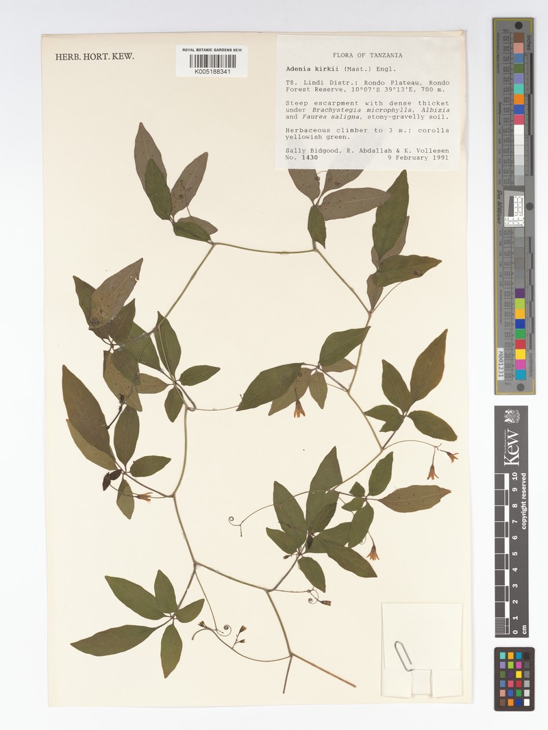 Adenia kirkii photo 3