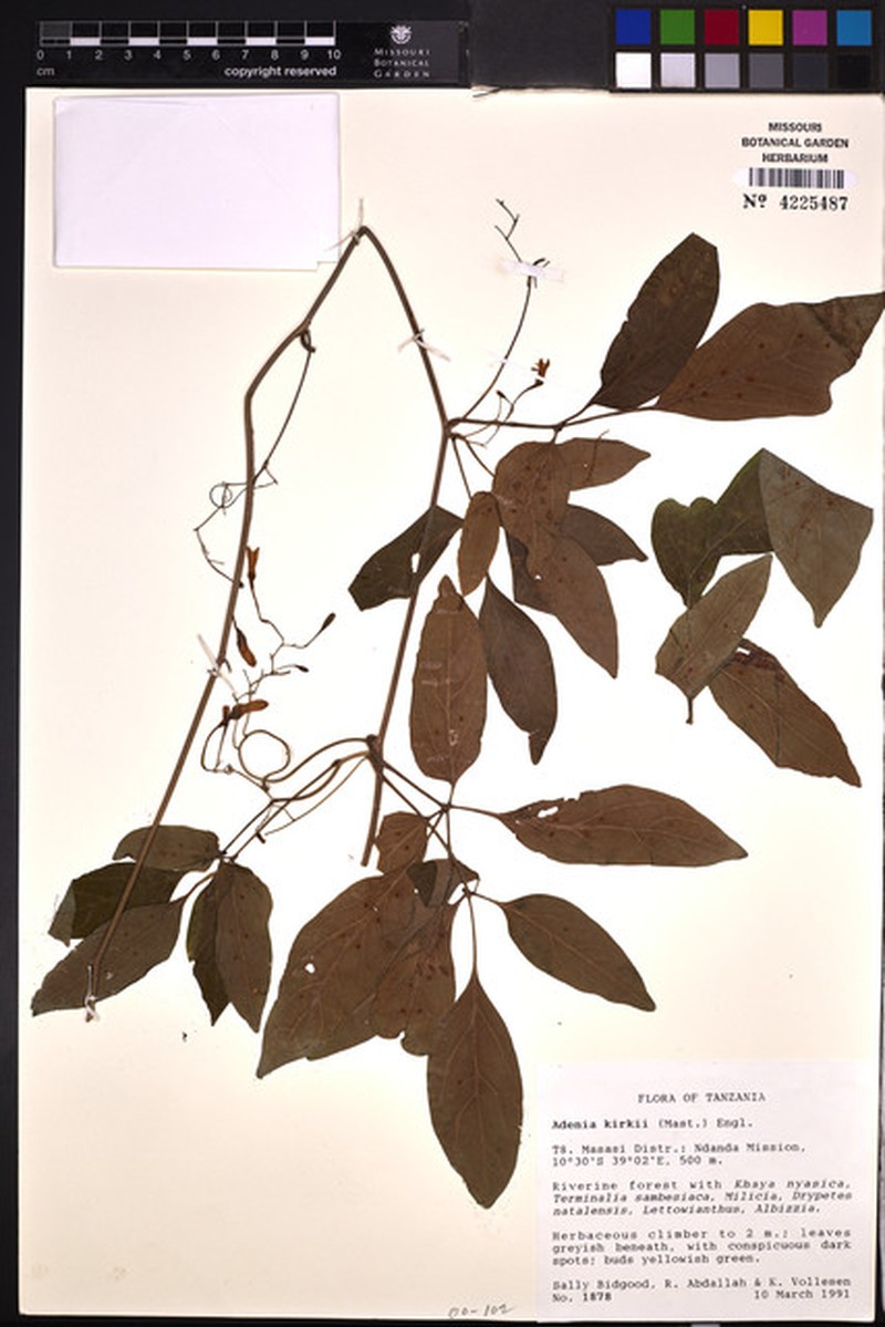 Adenia kirkii photo 4