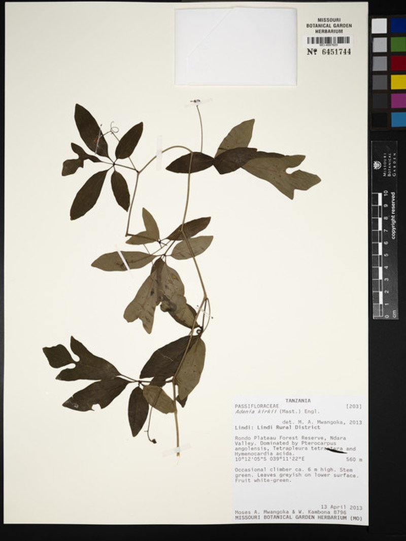 Adenia kirkii photo 5