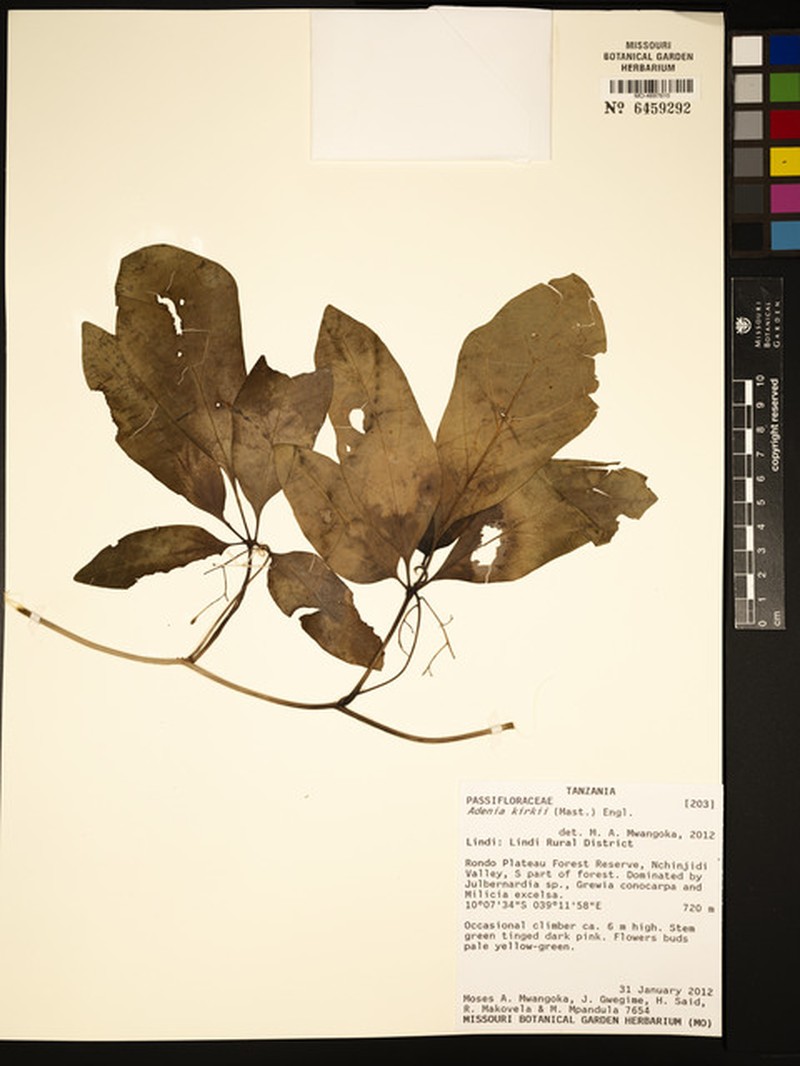 Adenia kirkii photo 6