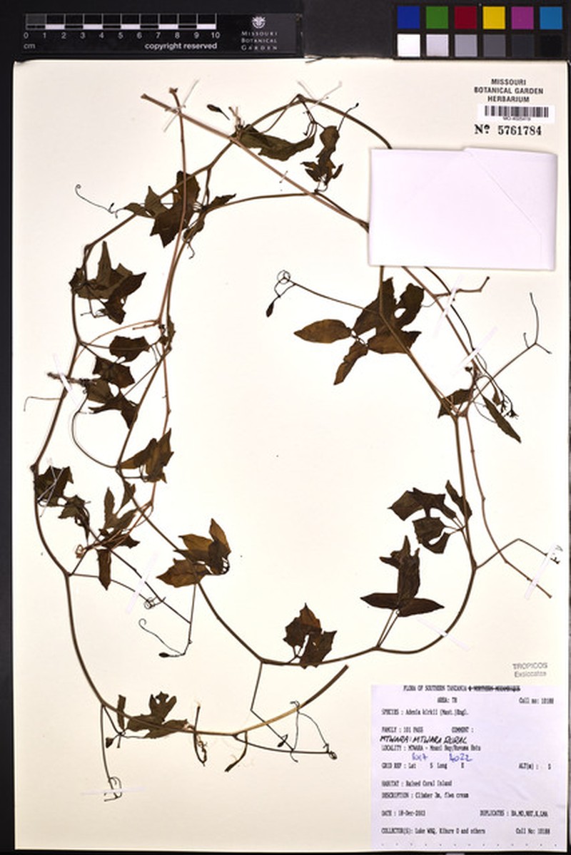 Adenia kirkii photo 7