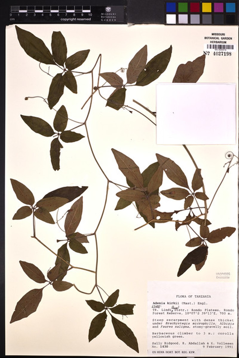 Adenia kirkii photo 8