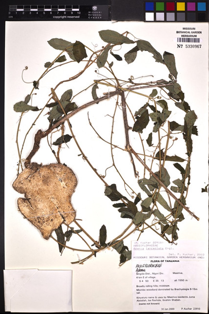 Adenia lanceolata photo 2