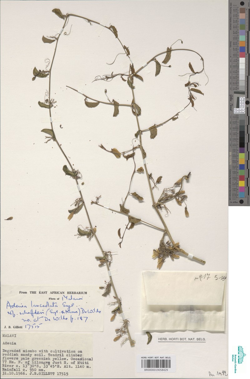 Adenia lanceolata photo 3