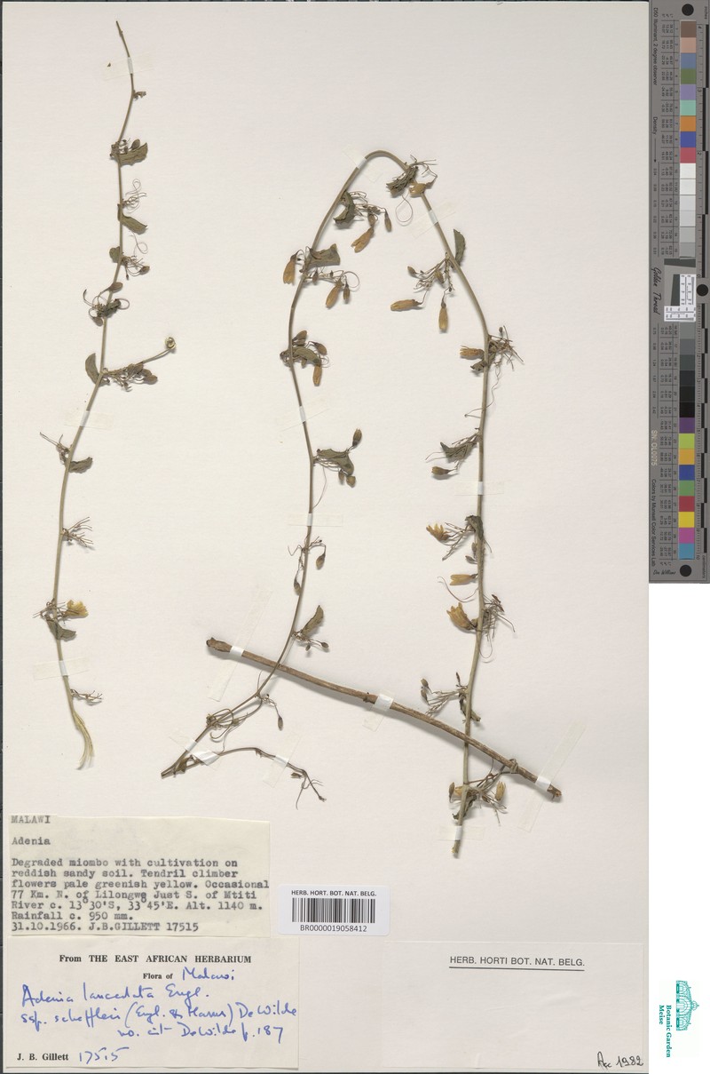 Adenia lanceolata photo 4