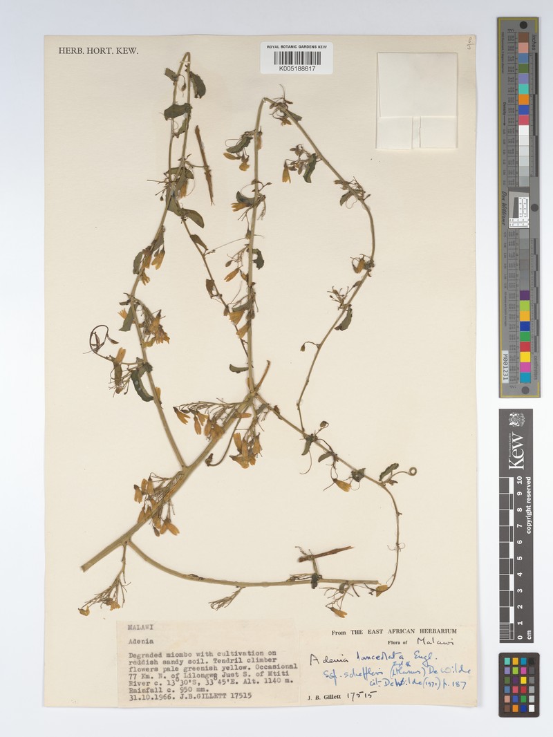Adenia lanceolata photo 5