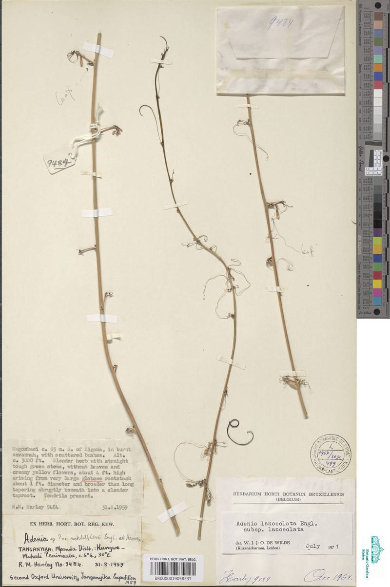 Adenia lanceolata photo 6