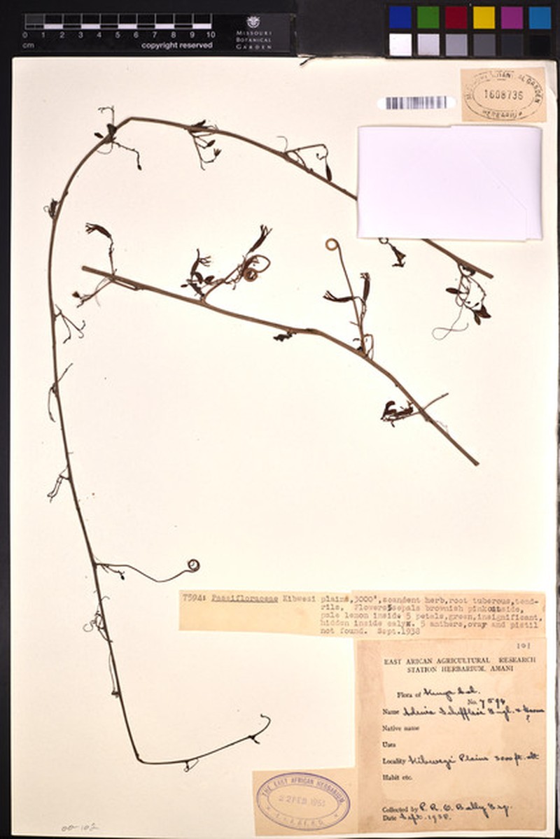 Adenia lanceolata photo 7