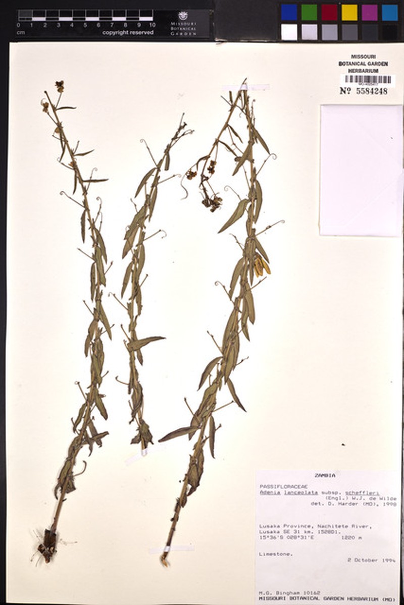 Adenia lanceolata photo 8