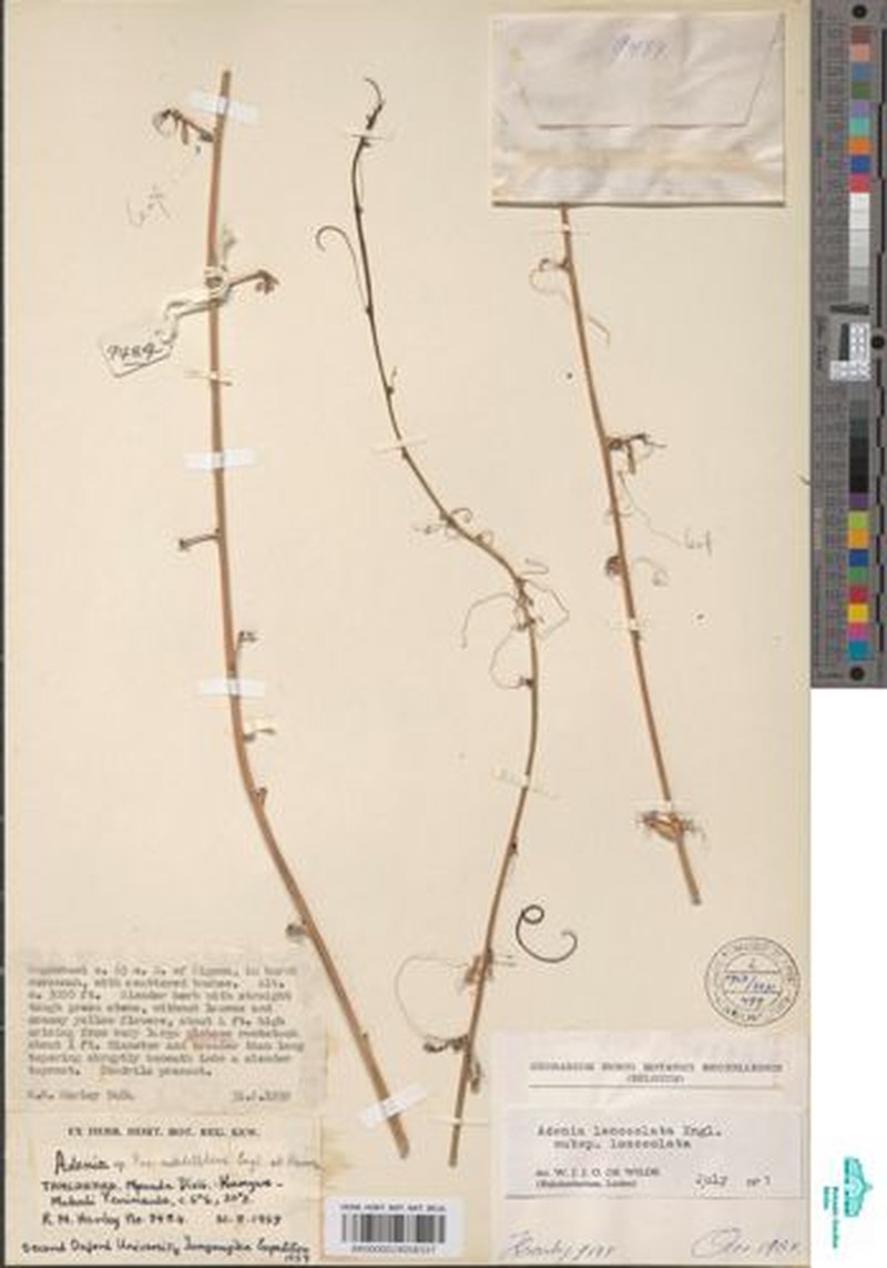 Adenia lanceolata subsp. lanceolata
