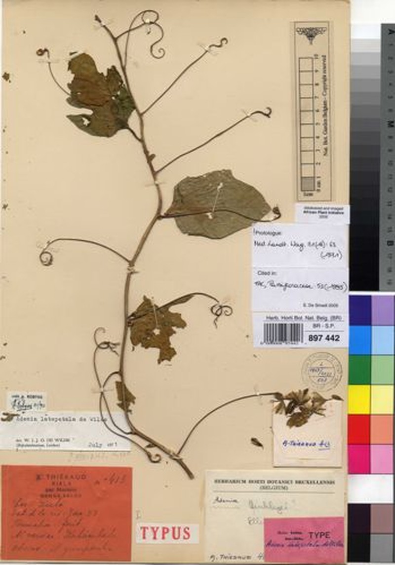 Adenia latipetala