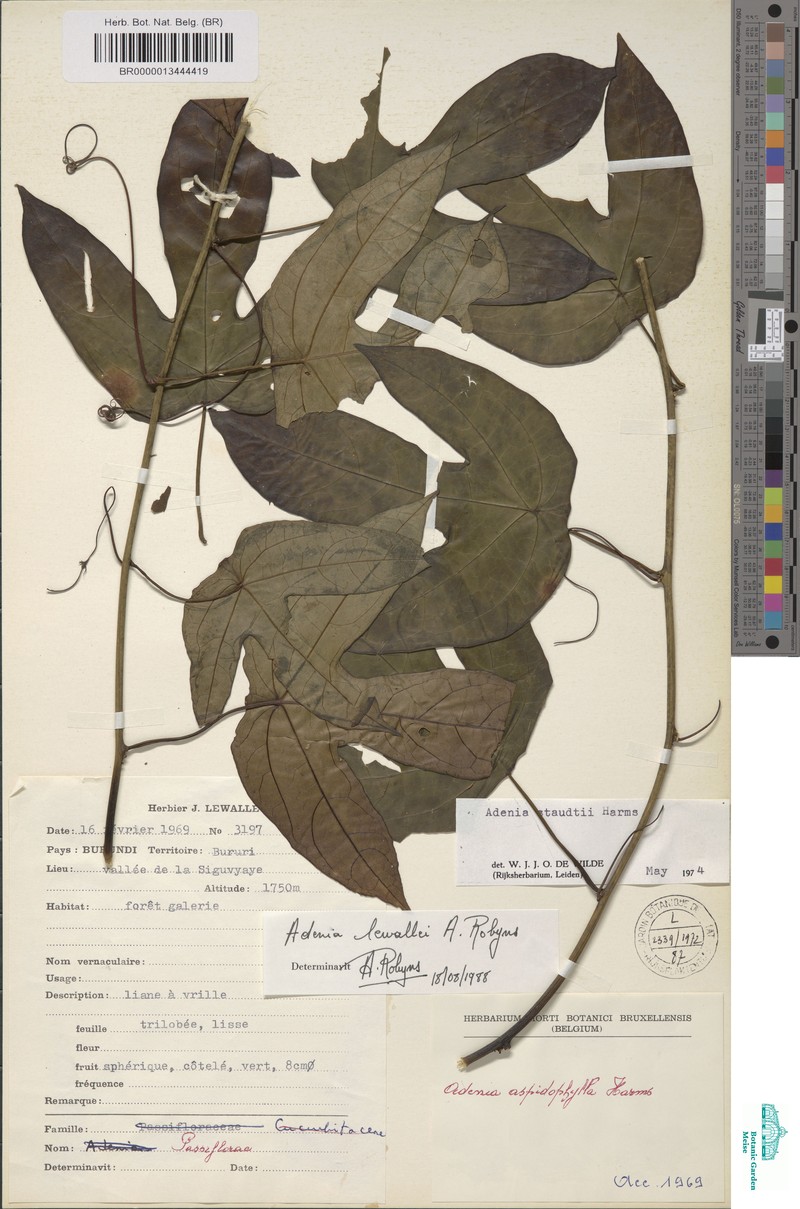 Adenia lewallei