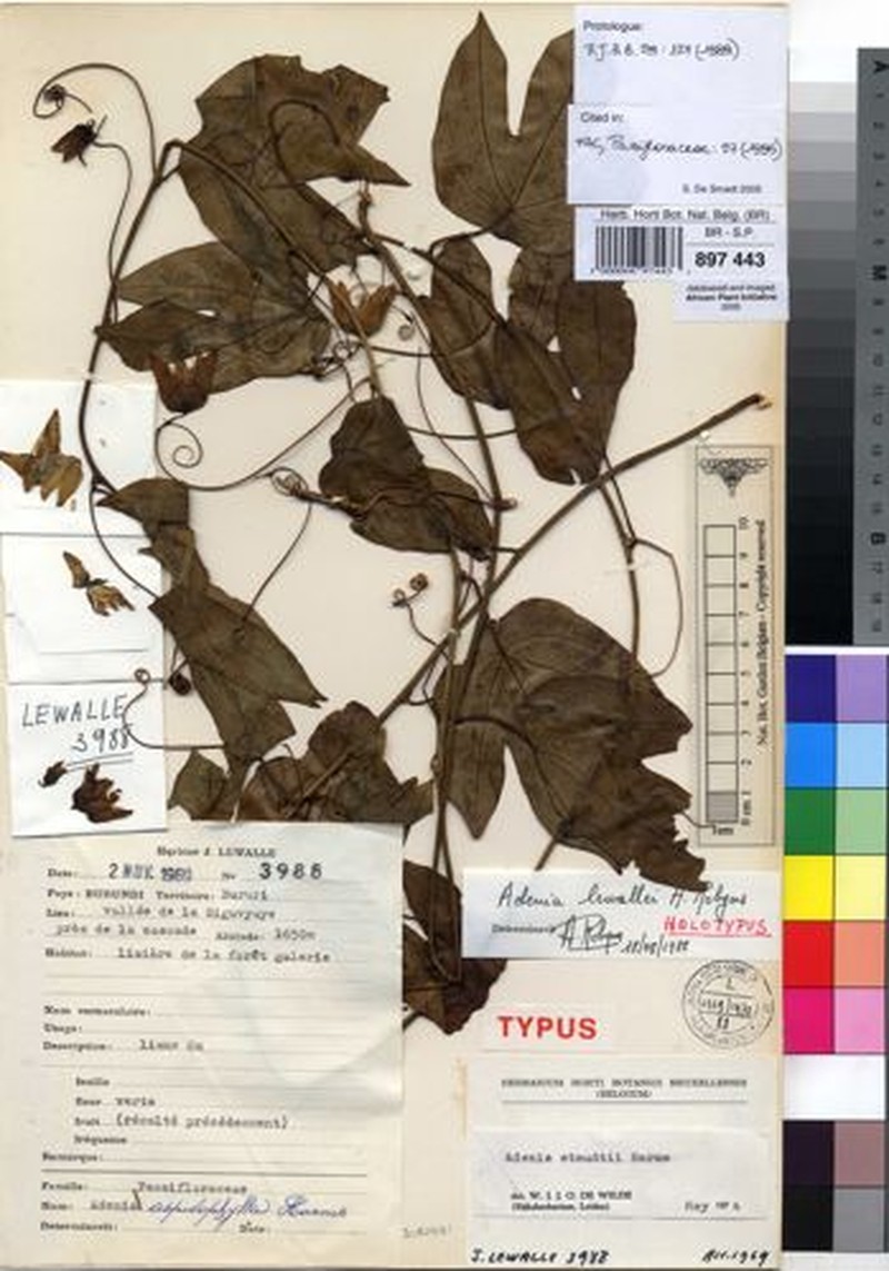 Adenia lewallei photo 2