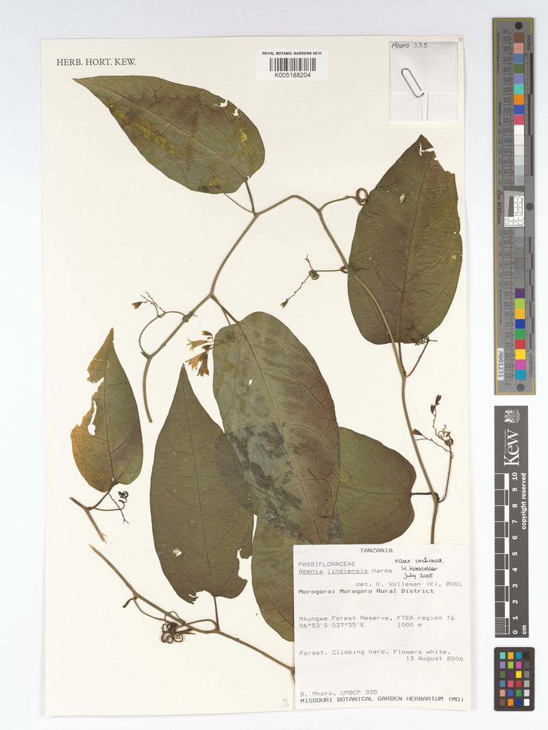 Adenia lindiensis