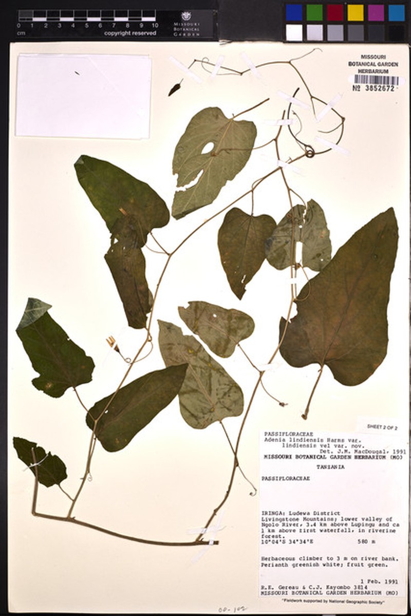 Adenia lindiensis photo 2