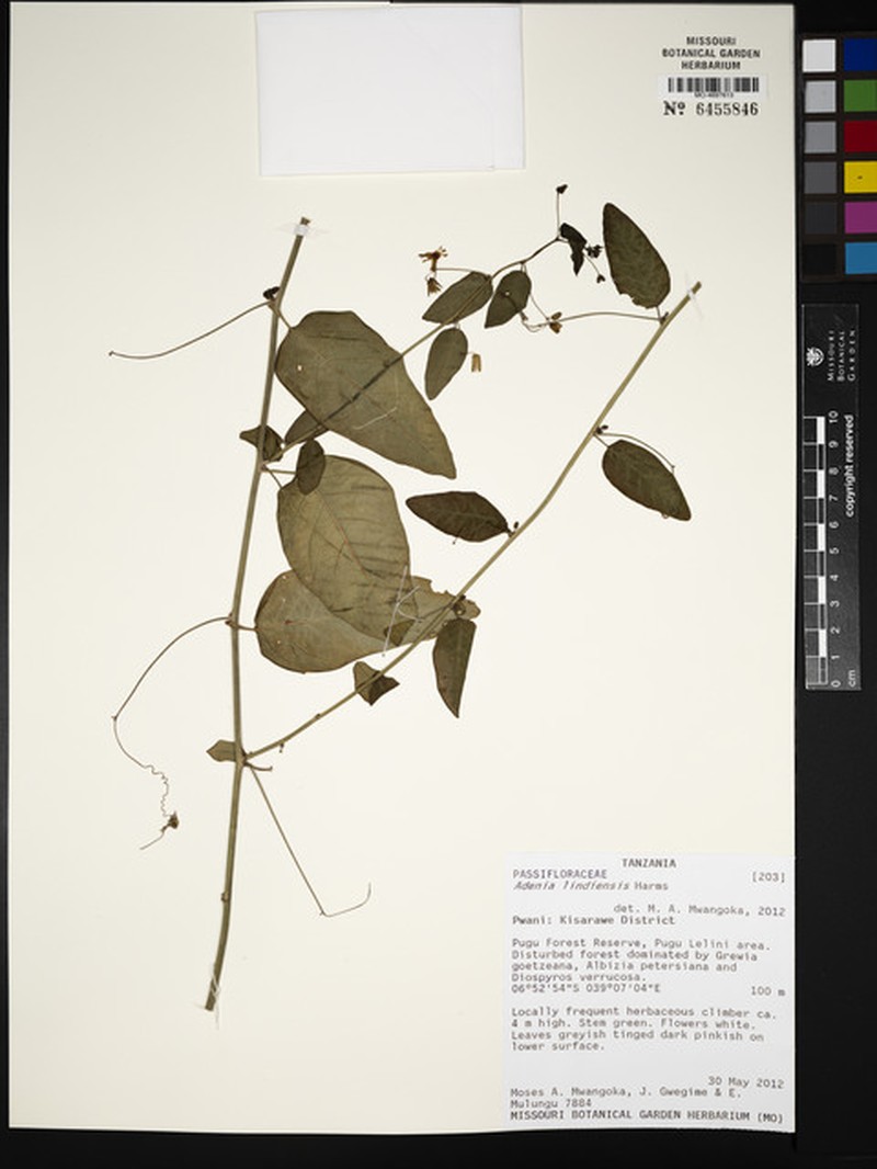 Adenia lindiensis photo 3