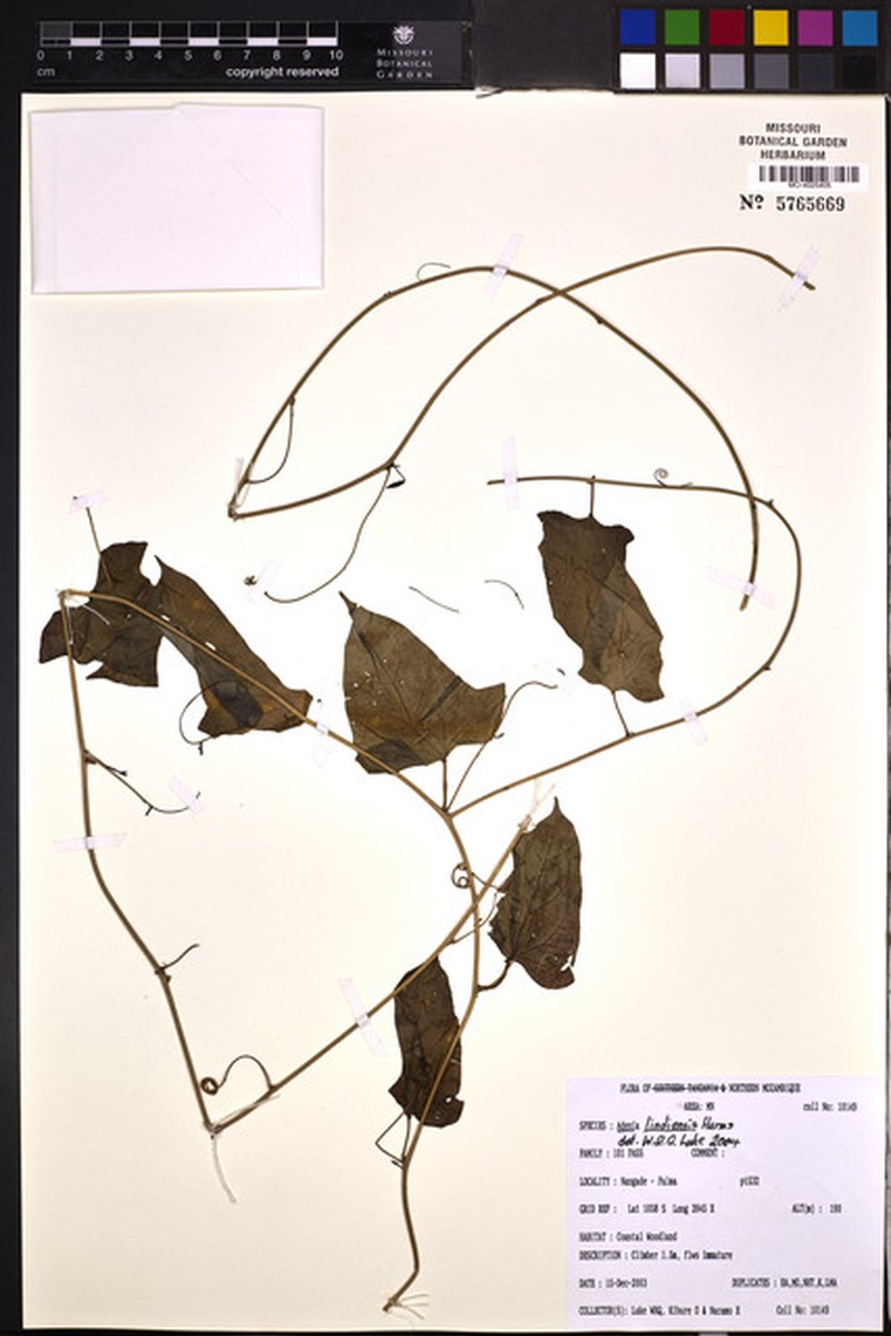 Adenia lindiensis photo 4