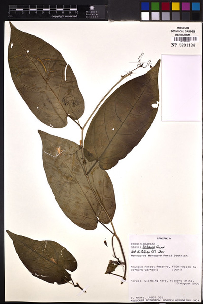Adenia lindiensis photo 5